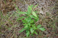 Toxicodendron pubescens