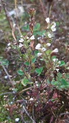 Euphrasia frigida