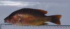 Lutjanus argentiventris