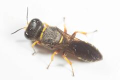 Ectemnius decemmaculatus