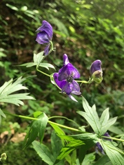 Aconitum noveboracense