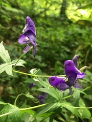 Aconitum noveboracense