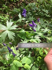 Aconitum noveboracense