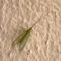 Ceraeochrysa lineaticornis