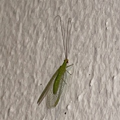 Ceraeochrysa lineaticornis