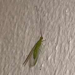 Ceraeochrysa lineaticornis