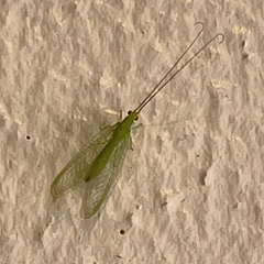 Ceraeochrysa lineaticornis