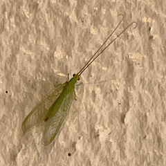 Ceraeochrysa lineaticornis