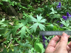 Aconitum noveboracense