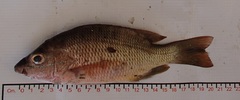 Lutjanus argentiventris