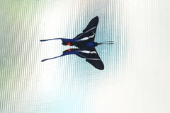 Rhetus arcius