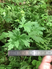 Aconitum noveboracense