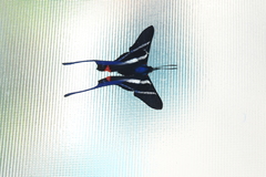 Rhetus arcius