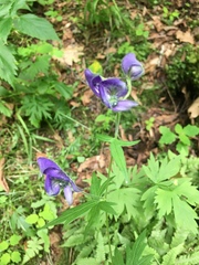 Aconitum noveboracense