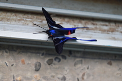 Rhetus arcius
