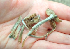Inocybe insignis