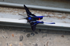 Rhetus arcius