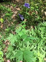 Aconitum noveboracense