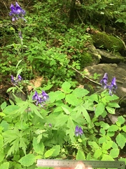 Aconitum noveboracense