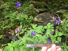 Aconitum noveboracense