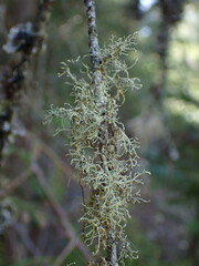 Usnea perplexans