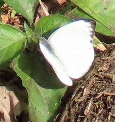 Appias epaphia contracta