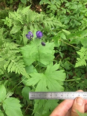 Aconitum noveboracense