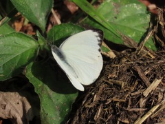 Appias epaphia contracta