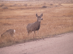 Odocoileus hemionus