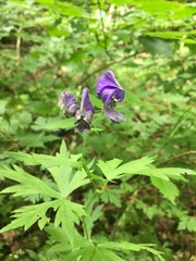 Aconitum noveboracense