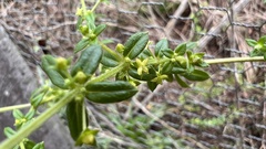 Galium microphyllum