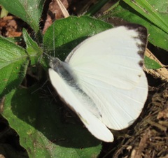 Appias epaphia contracta