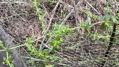 Galium microphyllum