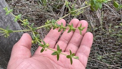 Galium microphyllum
