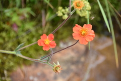 Geum coccineum
