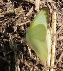 Appias epaphia contracta