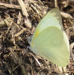 Appias epaphia contracta