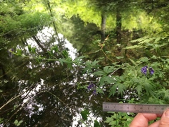 Aconitum noveboracense