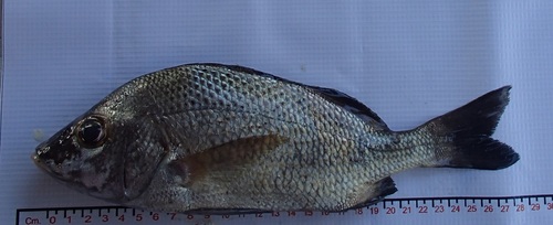 Grey grunt (Haemulon scudderii) — Haemulidae — 3