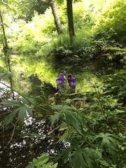 Aconitum noveboracense