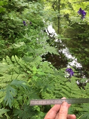Aconitum noveboracense