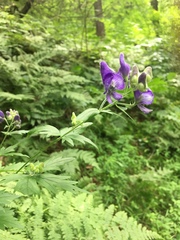 Aconitum noveboracense