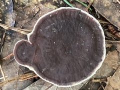 Nigroporus