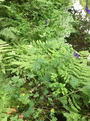 Aconitum noveboracense