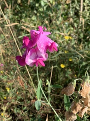 Lathyrus latifolius