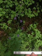 Aconitum noveboracense