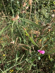 Lathyrus latifolius
