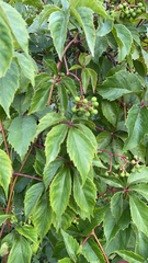 Parthenocissus inserta