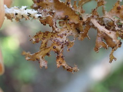 Tremella cetrariicola
