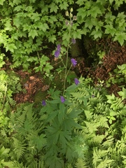 Aconitum noveboracense